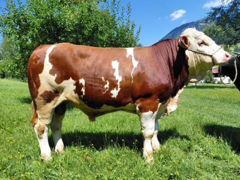 Verkaufe BIO mischerbig hornlosen Fleckvieh-Zuchtstier
