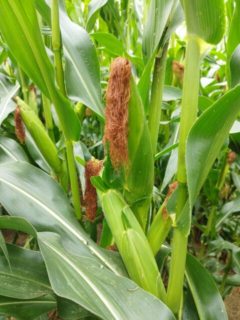 Silomais ab Feld oder in Ballen