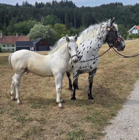 Fabio, Noriker Hengstfohlen