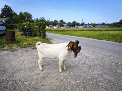 Burenziegenbock