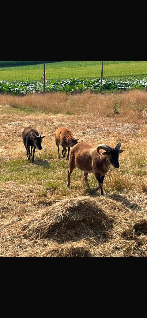 Soay-Schaf-Familie