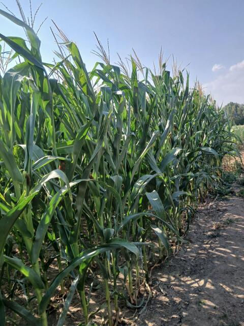 Silomais ab Feld oder in Siloballen