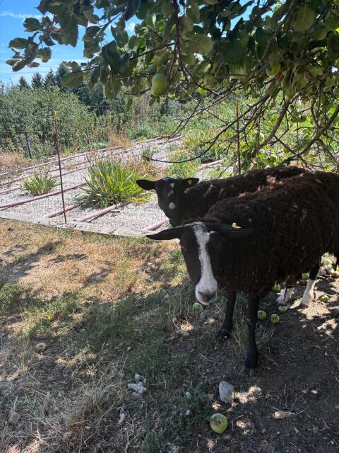Zwartbles-Schafe