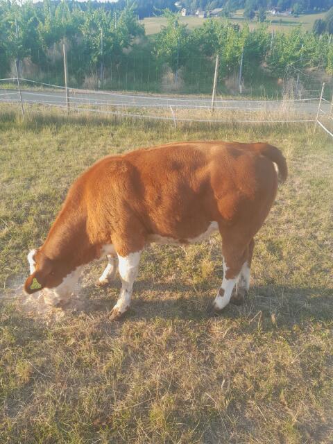 Kalb