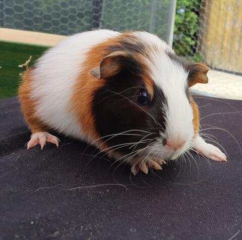 Glücksmeerschweinchen-Babys