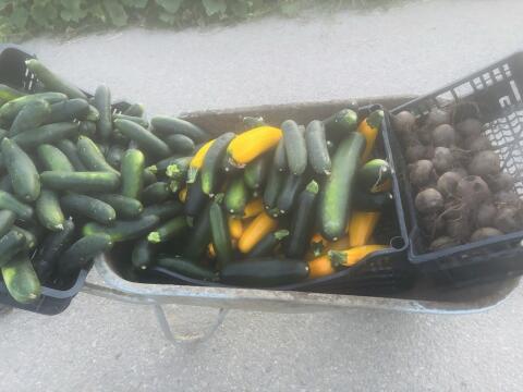 Zucchini, Gurken, Rote Rüben