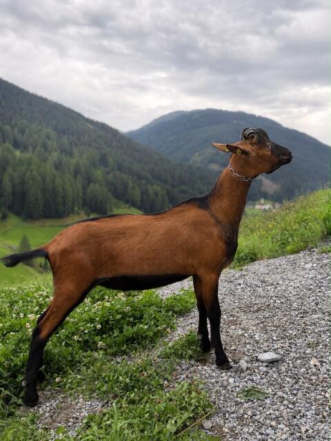 GGZ-Bock