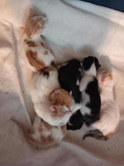 Babykatzen