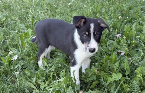 Border Collie Welpen