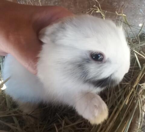Zwergkaninchen Löwenkopf
