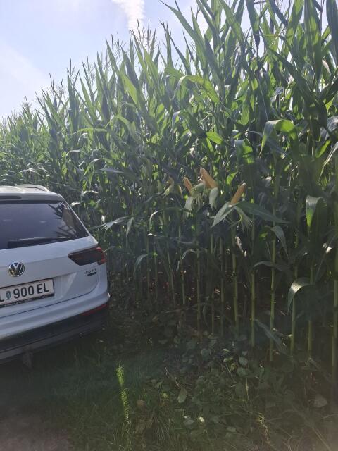 Maisballen Ernte 2025