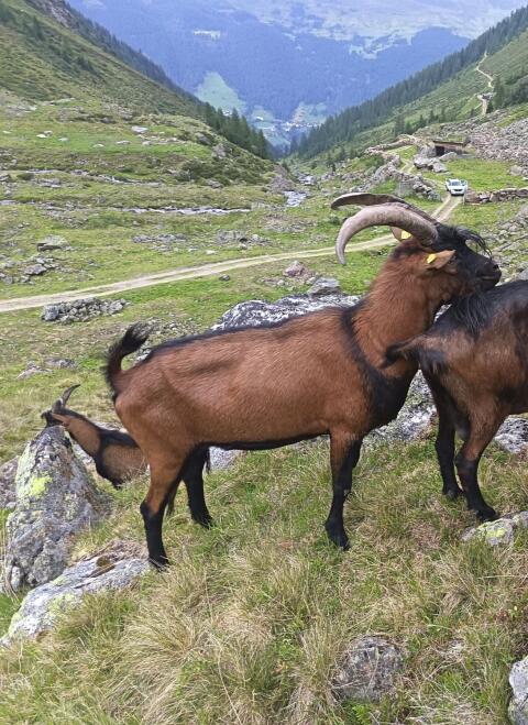 GGZ-Bock