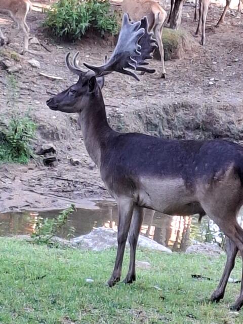 Damwild
