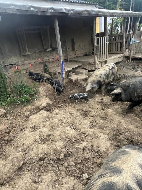 Ferkel zu verkaufen (Porc Noir und Turo Polje)