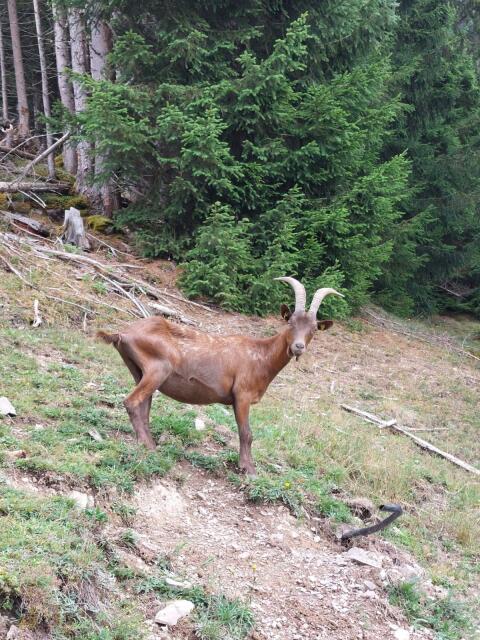 Aosta