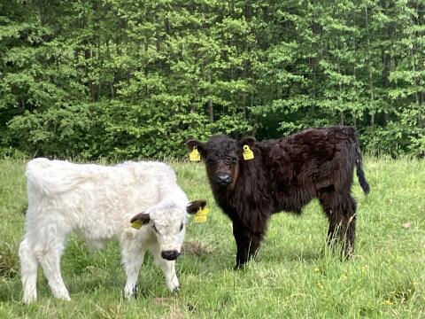 Bio-Galloway-Rinder