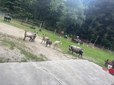 Quessant-Bock