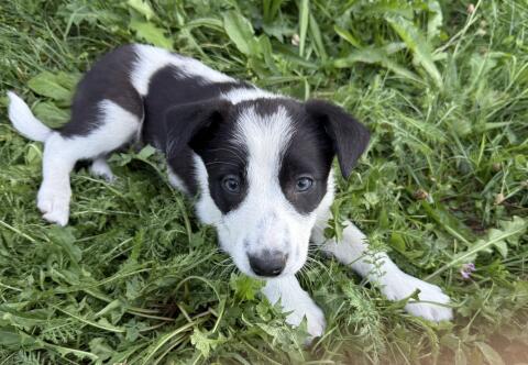 Border Collie Welpen
