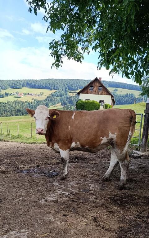 Trächtige Fleckvieh-Kalbin