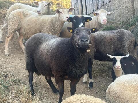 Verkaufe Bio Texel Widder