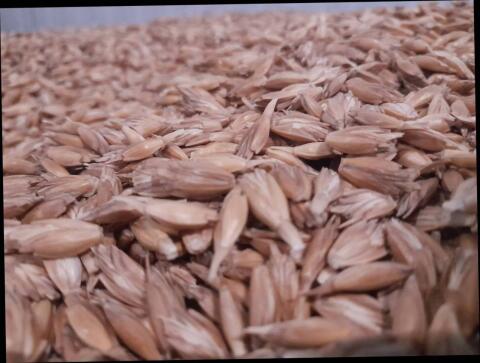 Bio-Dinkel