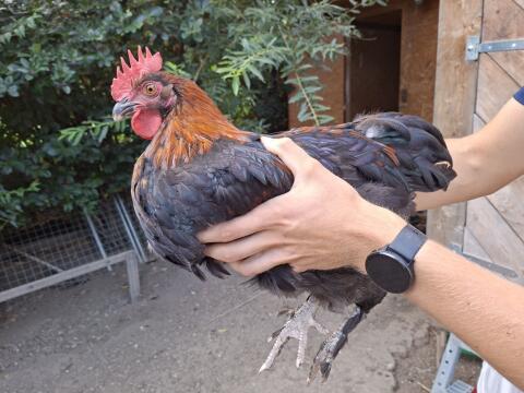 Reinrassige Hähne der Rassen Maran, Barnevelder und Goldbrahma