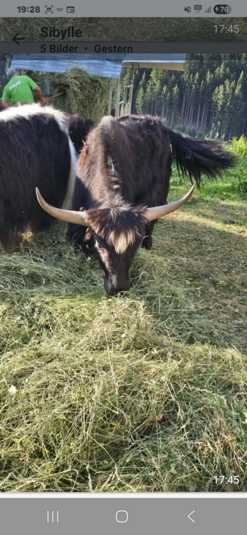 Yak-Stier, 2-jährig