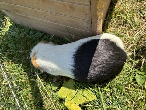 Verkaufe Meerschweinchen