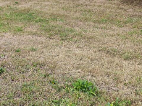 Suche Heurundballen