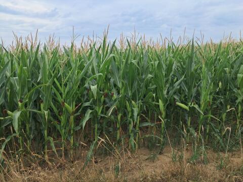 Silomais ab Feld