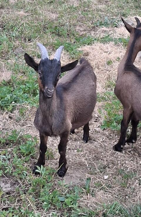 Ziegenbock