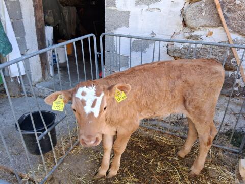 Verkaufe Limousin Kalb