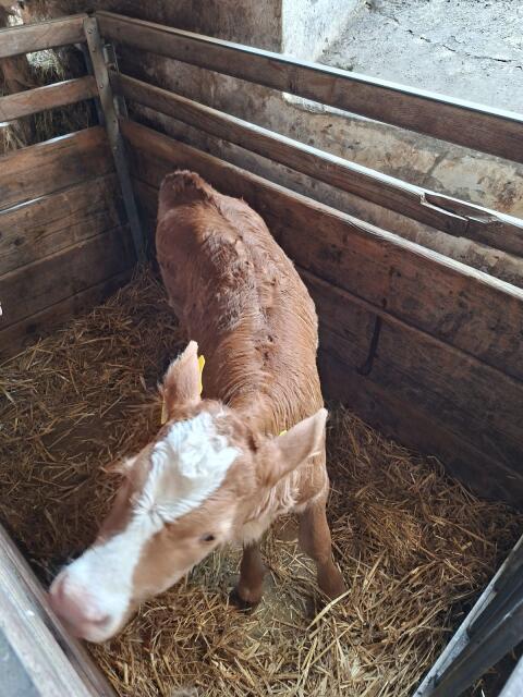 Bio FV×Limousin Kalb