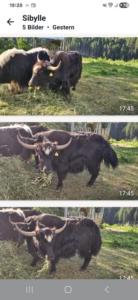 Yak-Stier