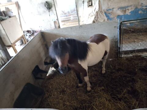 Pferd
