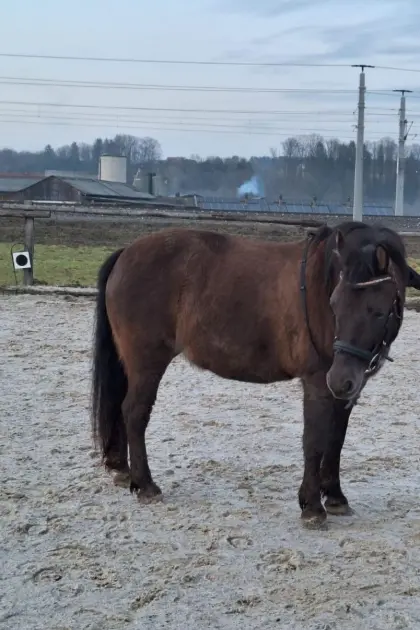 Fenja Pferd