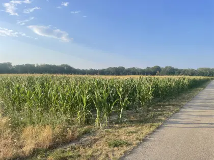 Bio-Silomais ab Feld