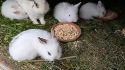 Zwergkaninchen in verschiedenen Farben zu verkaufen