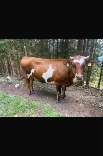 Trächtige Kalbin, behornt