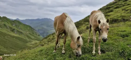 Tiroler Haflinger Hengstfohlen