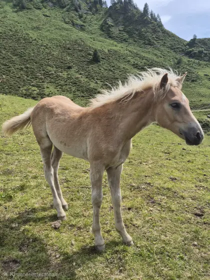 Tiroler Haflinger Hengstfohlen