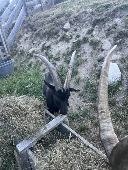Aosta-Ziege