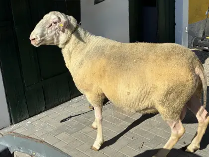 Ostfriesischer Schafbock