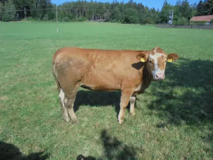 Limousin, Fleckviehkalbin zu verkaufen