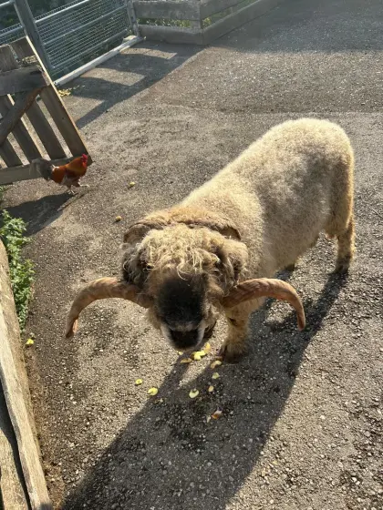 Schwarznasenschaf