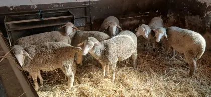 Merino-Lämmer