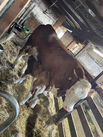 Bio-Mutterkuh mit Kalb