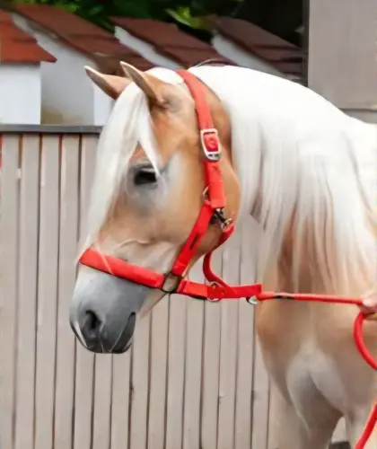 Tiroler Haflingerstute