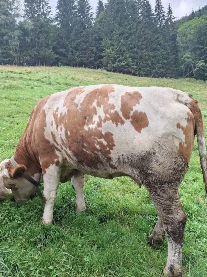 Verkaufe eine trächtige Kalbin