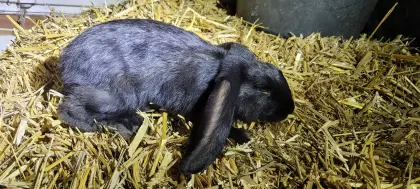 Hasenbaby, männlich, sucht dringend ein neues Zuhause.